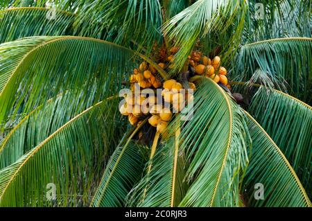 Yellow Coconuts hanging in the green palm tree Stock Photo