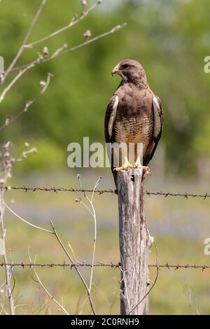 Swainsons Hawk sitting on a fence post Stock Photo