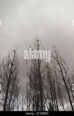 Burned trees after a wildfire Stock Photo