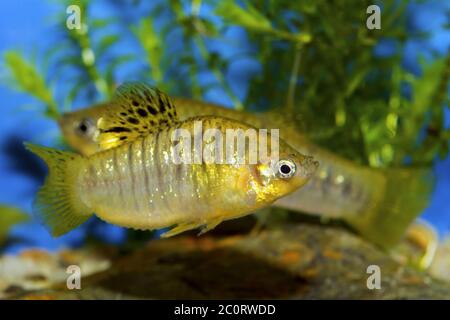 Fish from genus Poecilia Stock Photo