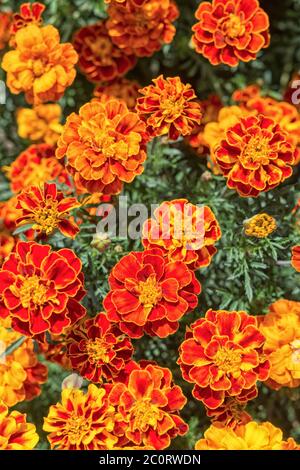 Yellow and orange marigold flowers in the garden Stock Photo