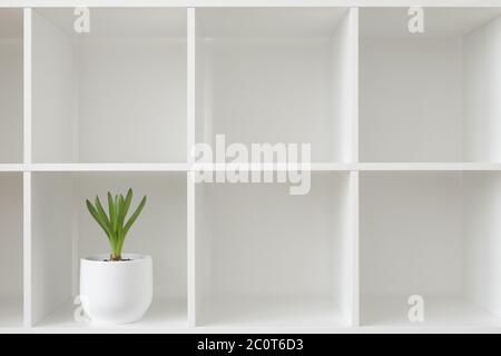 Hyacinth plant in a white pot. Flower on a rack. Interior background. Stock Photo