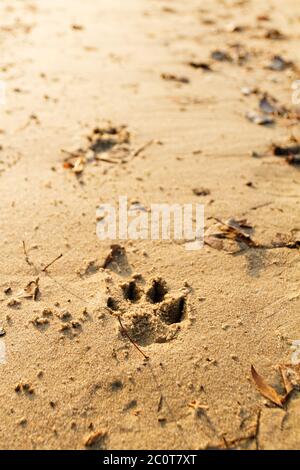 Photo of an animal foot print on the sand Stock Photo