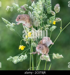 Three cute little harvest mice playing in grasses Stock Photo