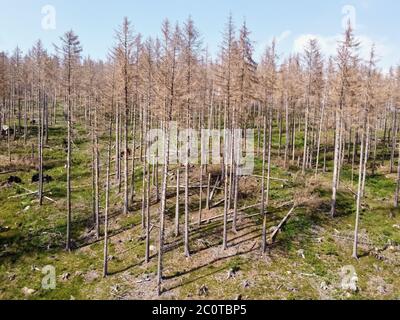 Aerial drone view of forest dieback in Germany. Dying spruce trees in the Harz mountains, Saxony-Anhalt. Drought and bark beetle infestation. Stock Photo