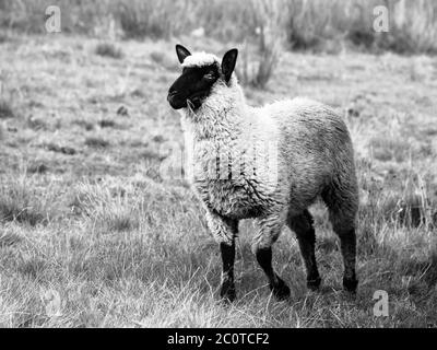 Black-faced, or Suffolk, sheep standing on pasture. Black and white image. Stock Photo