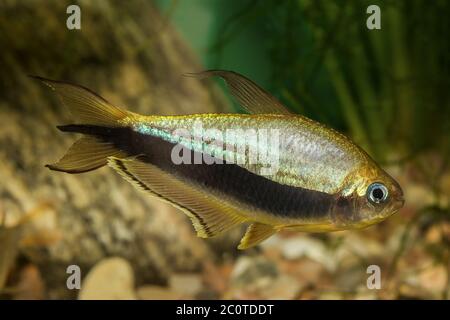 Tetra fish with black stripe Stock Photo