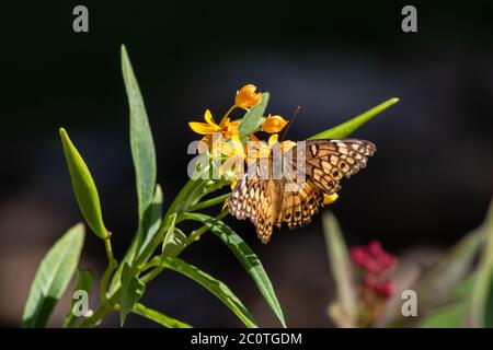 Gulf fritillary on a flower Stock Photo