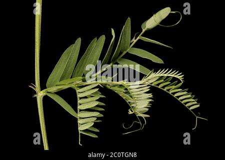 Tufted Vetch (Vicia cracca). Leaf Closeup Stock Photo