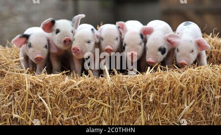 This little piggy won't have to stay at home for much longer as the Government announces restriction are being lifted on zoos, wildlife and animal par Stock Photo