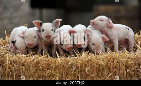 This little piggy won't have to stay at home for much longer as the Government announces restriction are being lifted on zoos, wildlife and animal par Stock Photo
