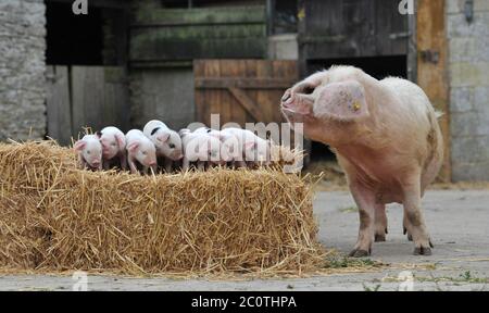 This little piggy won't have to stay at home for much longer as the Government announces restriction are being lifted on zoos, wildlife and animal par Stock Photo