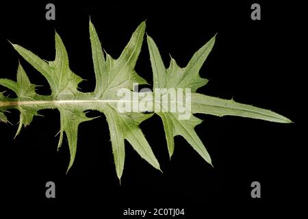 Spear Thistle (Cirsium vulgare). Leaf Closeup Stock Photo