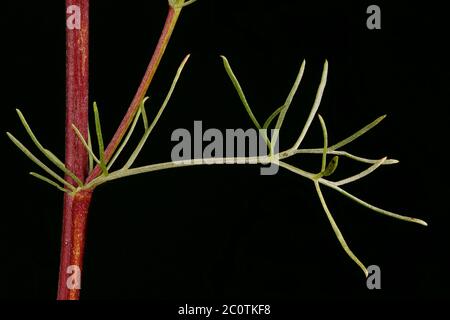 Field Wormwood (Artemisia campestris). Leaf Closeup Stock Photo