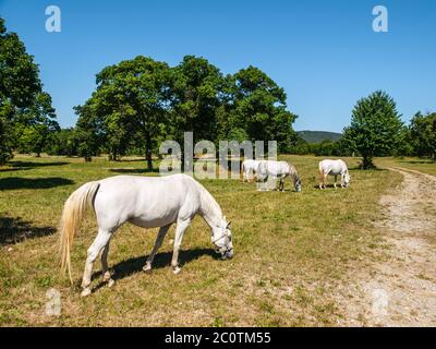 White Lipizzaner Horses on pasture, Lipica, Slovenia Stock Photo
