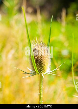 Cutleaf teasel, Dipsacus laciniatus, on summer meadow. Shalow depth of field. Plant is similar to thistle. Stock Photo