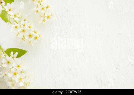 Beautiful pastel floral border with bird cherry beautiful blurred background -shallow depth of field Stock Photo