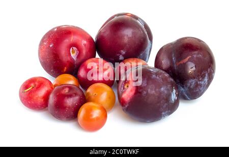 Couple plums of different varieties isolated on white background Stock Photo