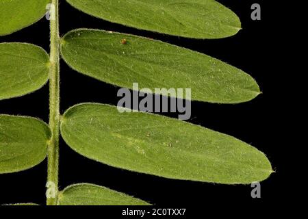 Tufted Vetch (Vicia cracca). Leaf Detail Closeup Stock Photo