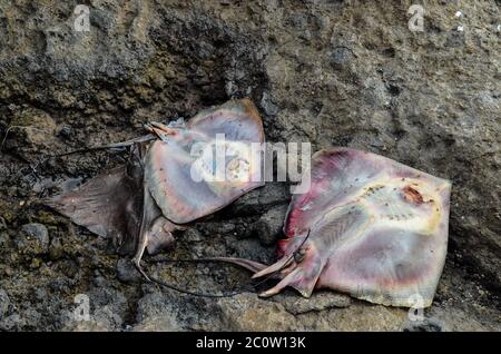 Dead Stingray Fish Stock Photo