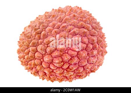 One lychee on a white background Stock Photo