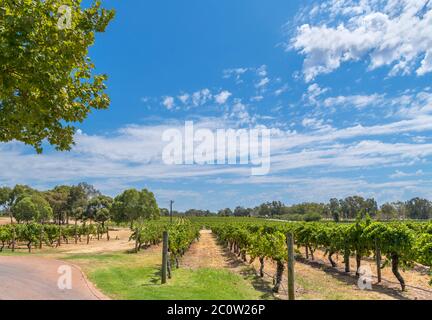 Vines at Sandalfords Wines winery, Swan Valley, Perth, Western Australia, Australia Stock Photo