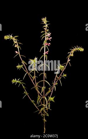 Red Bartsia (Odontites vulgaris). Habit Stock Photo