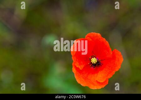 Seed  poppy (Papaver dubium) in a bed in the summer sunshine Stock Photo