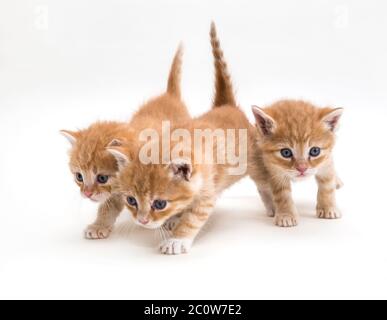 Three ginger kitten Stock Photo