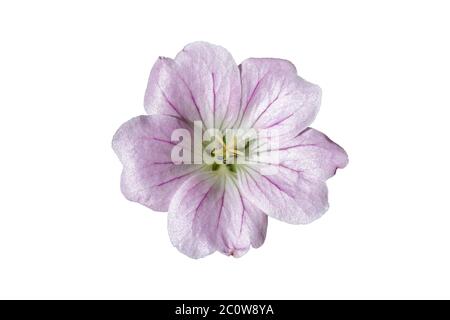 Geranium 'Dreamland' a pale pink herbaceous perennial spring summer flower plant commonly known as cranesbill cut out and isolated on a white backgrou Stock Photo