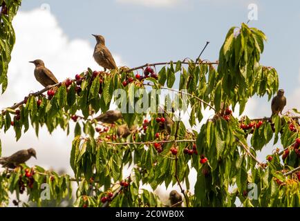 Starlings stitting on a cherry tree branch Stock Photo