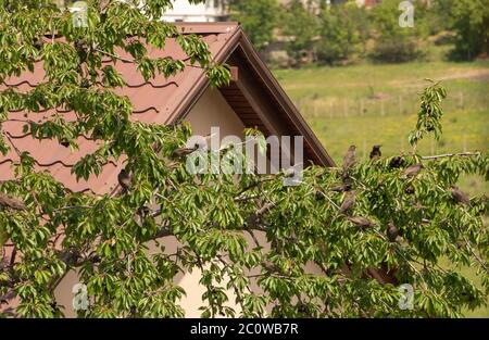 Starlings stitting on a cherry tree branch Stock Photo