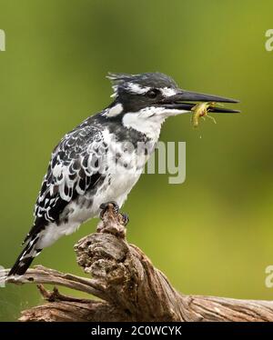 pied kinfisher with fish Stock Photo