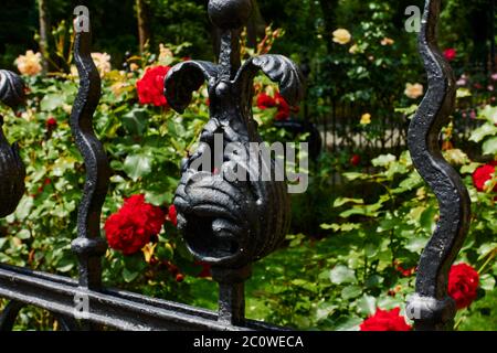 View over an old cast iron fence in the foreground to roses in a garden. Stock Photo
