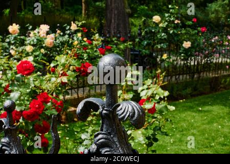 View over an old cast iron fence in the foreground to roses in a garden. Stock Photo