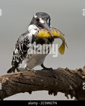 pied kinfisher with fish Stock Photo