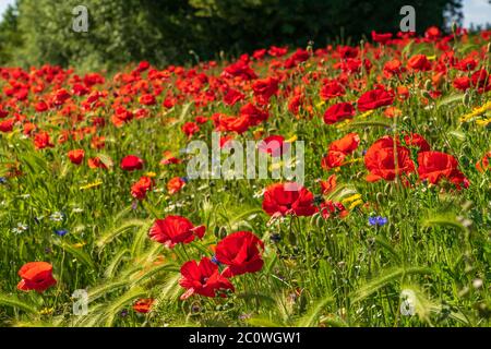 Field of poppies and other wildflowers on a beautiful sunny summer's day Stock Photo