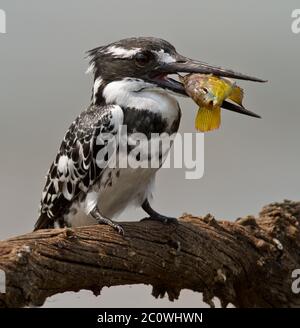 pied kinfisher with fish Stock Photo