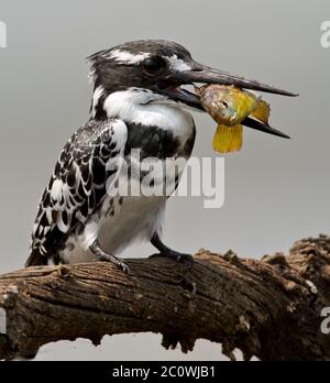 pied kinfisher with fish Stock Photo