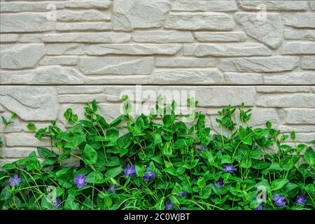 lilac flowers on green plant climbing on wall. Urban nature vintage background. concrete with green leaf purple flower background. Copy space. The con