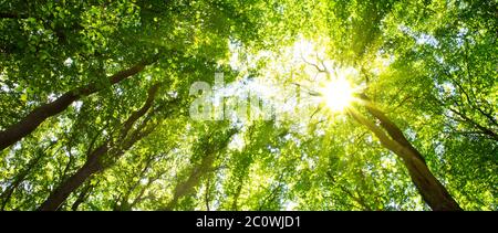Colorful  treetops in fall forest with sun shining though trees. Stock Photo