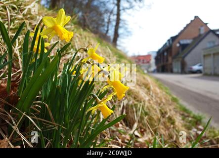 Bunch of Yellow Daffodils flowers at sunny spring day growing on grass next to road in Helsingborg city in Sweden Stock Photo