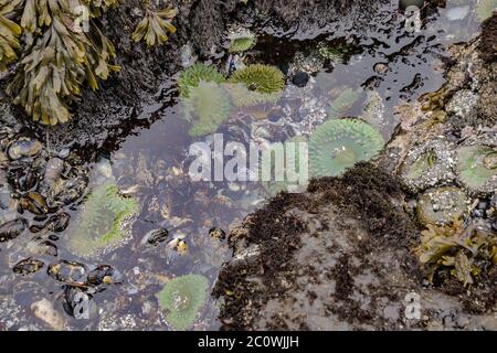 Giant Green Anemones in a tide pool on Cobble Beach below Yaquina Head Lighthouse in Oregon Stock Photo