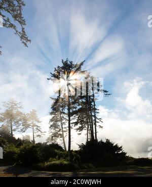 Vertical Image - Sun shining through the trees and fog gives a unique look to the sun beams along the coast in Oregon Stock Photo