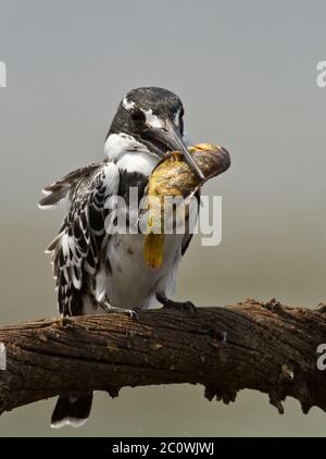 pied kinfisher with fish Stock Photo