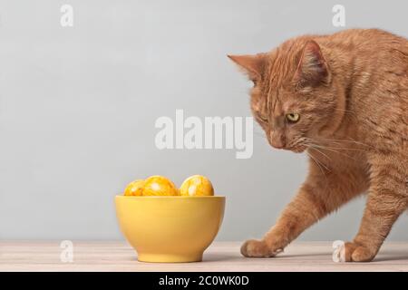 Funny ginger cat looking curious to easter eggs in a yellow bowl. Horizontal image with copy space. Stock Photo