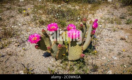 Close up on a single Beavertail Cactus in bloom at springtime in the Anza-Borrego Desert State Park