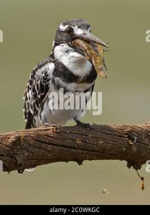 pied kinfisher with fish Stock Photo