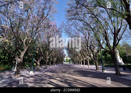 Jacaranda mimosifolia trees in Zappeion, Athens, Greece Stock Photo