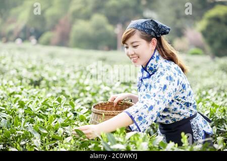 asian pretty tea-picking girl in plantation Stock Photo